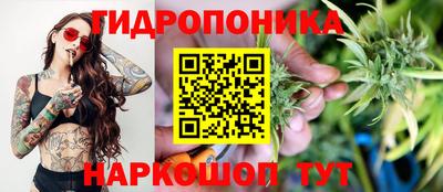 шишки Будённовск
